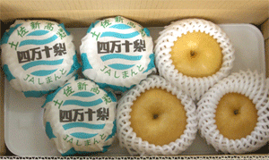 6玉見本